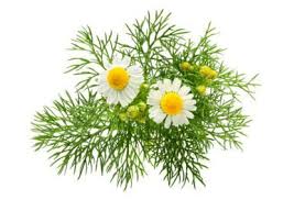 Image result for difference between german and roman chamomile plants