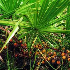 Image result for saw palmetto